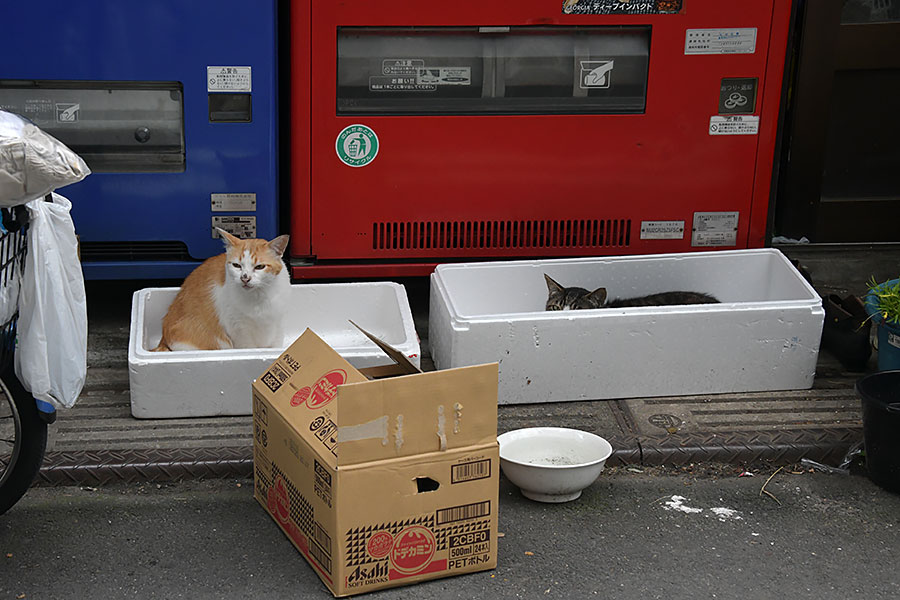 街のねこたち