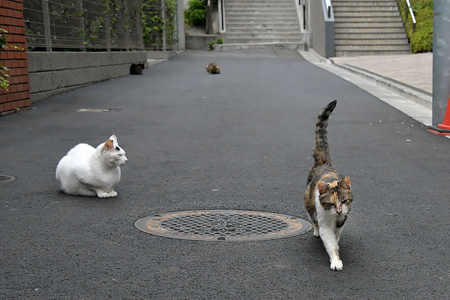 街のねこたち