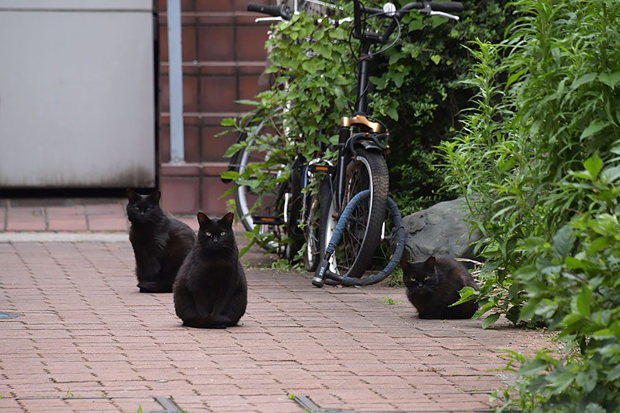 街のねこたち