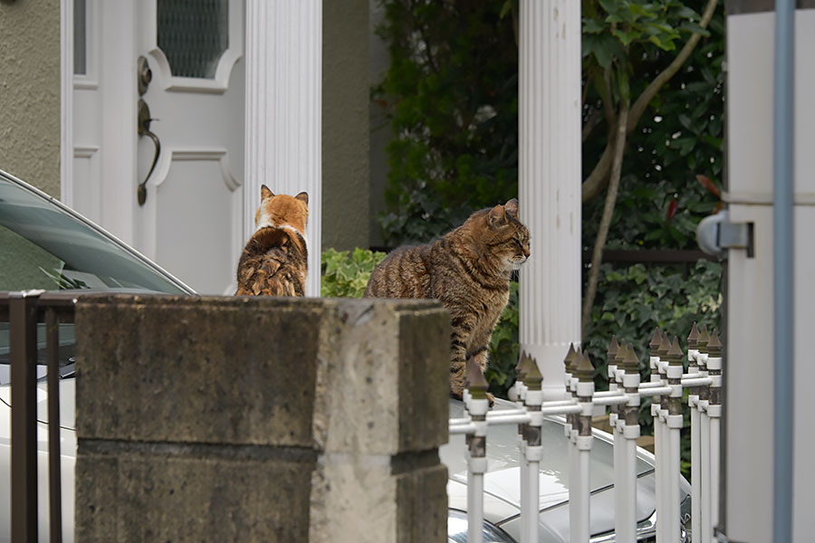 街のねこたち