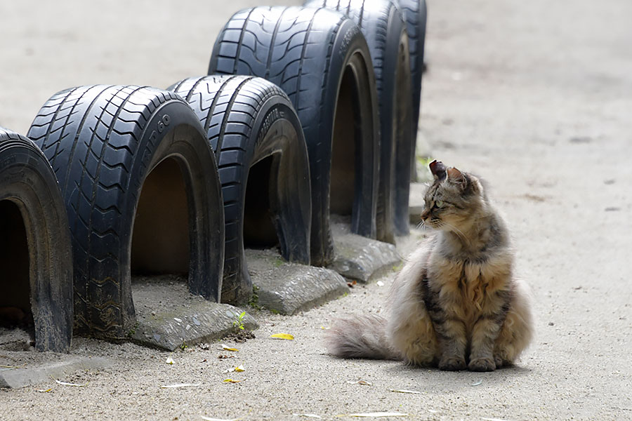 街のねこたち