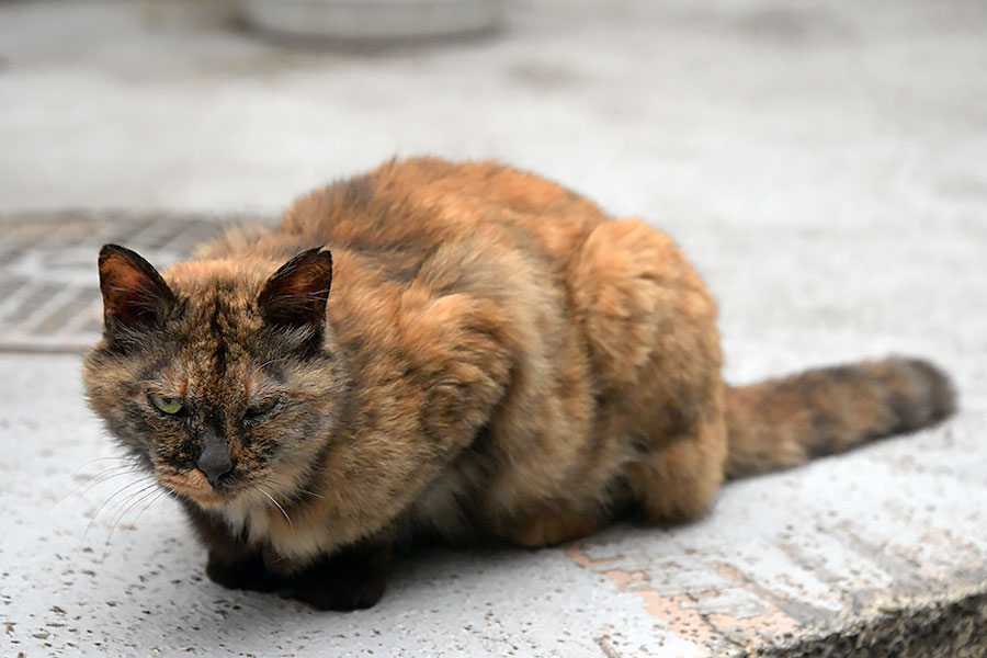 街のねこたち