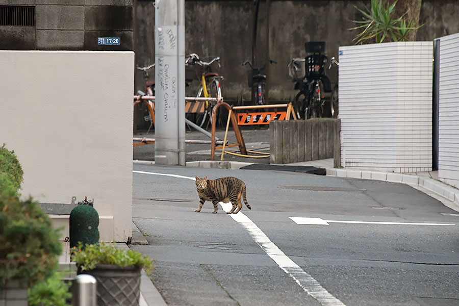 街のねこたち