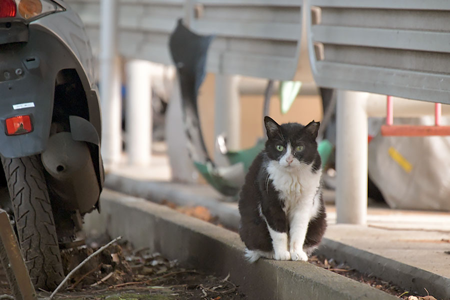 街のねこたち