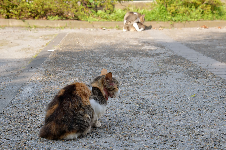 街のねこたち