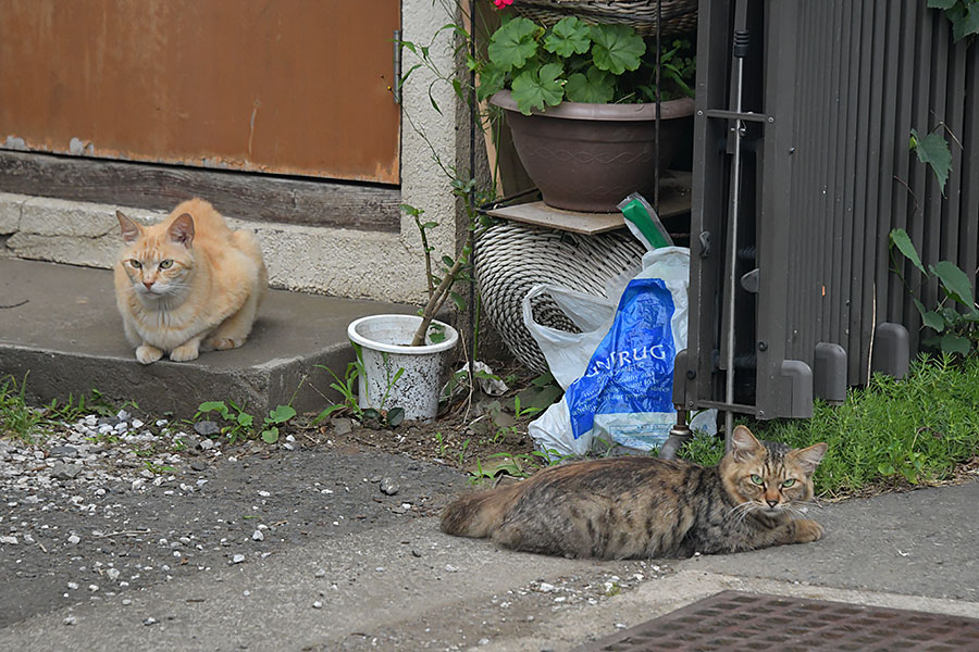 街のねこたち