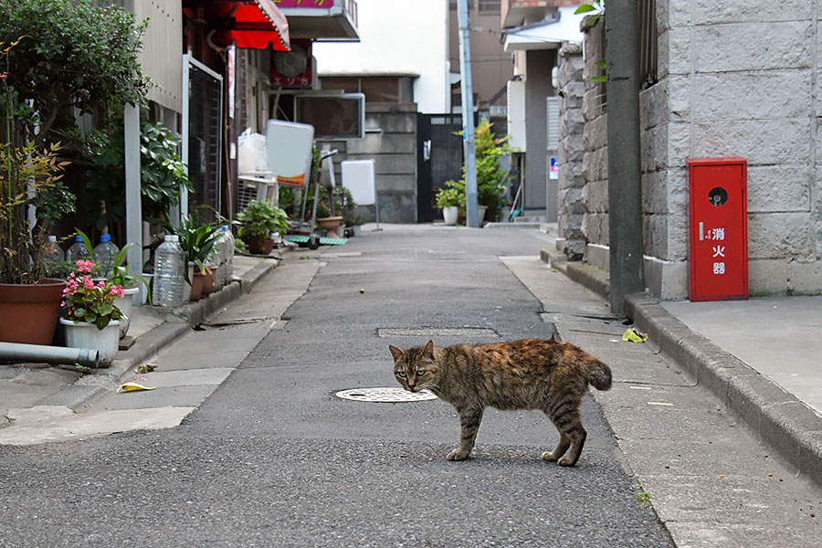 街のねこたち