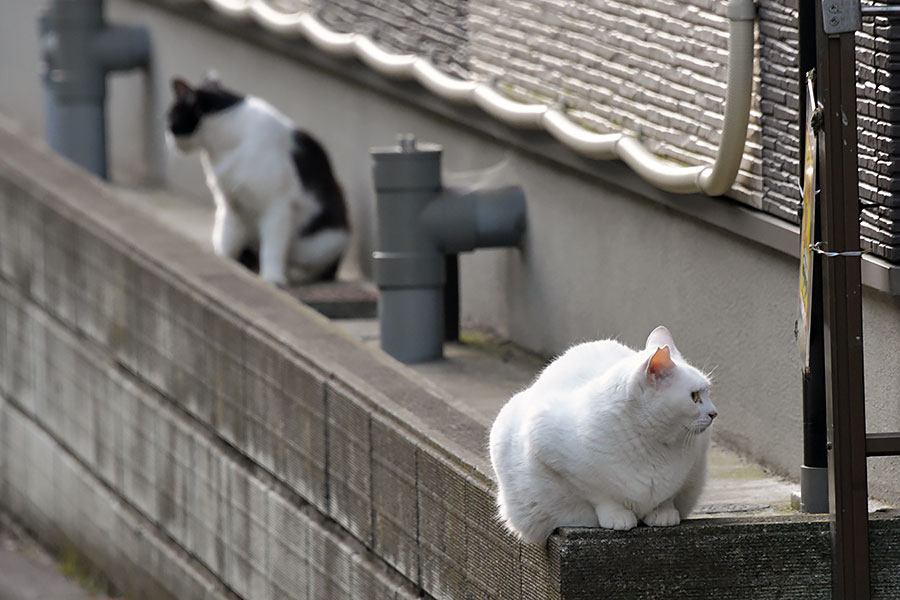 街のねこたち