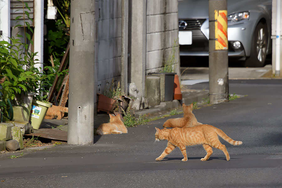 街のねこたち