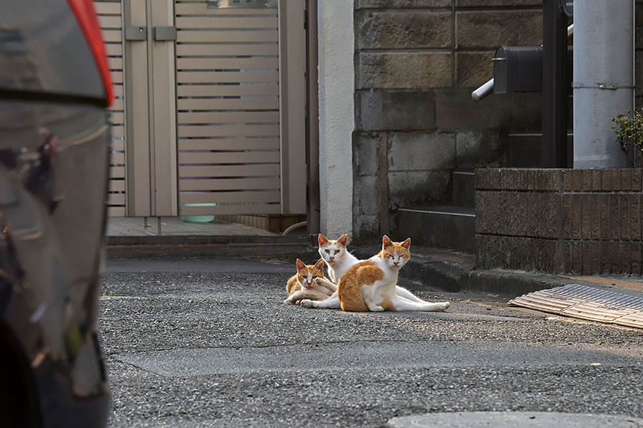 街のねこたち