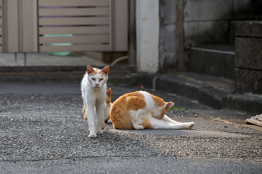 街のねこたち