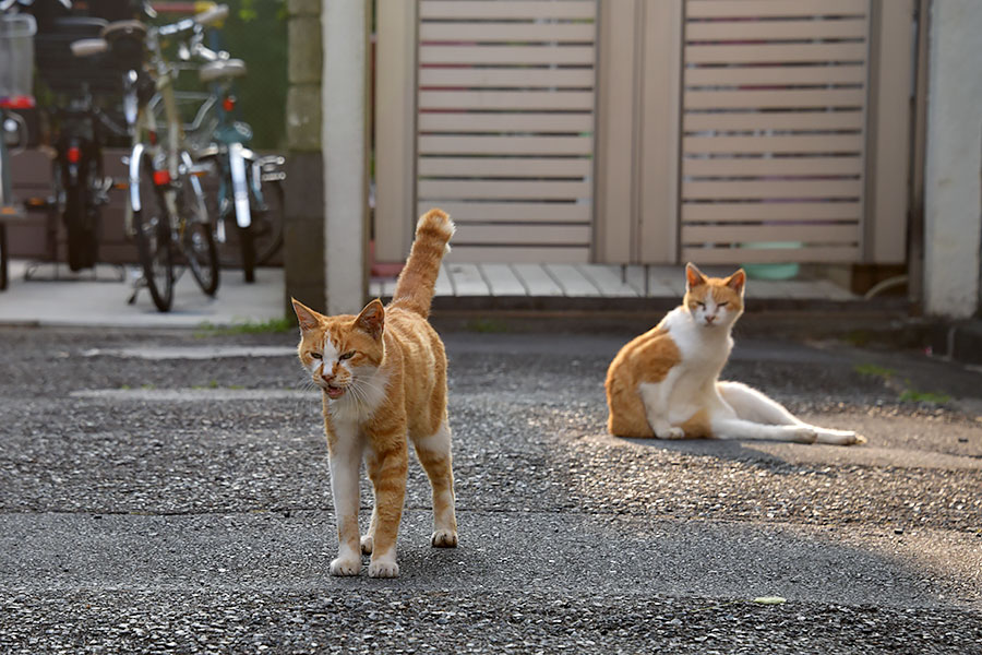 街のねこたち