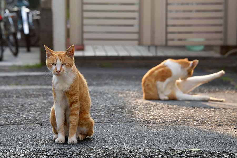 街のねこたち