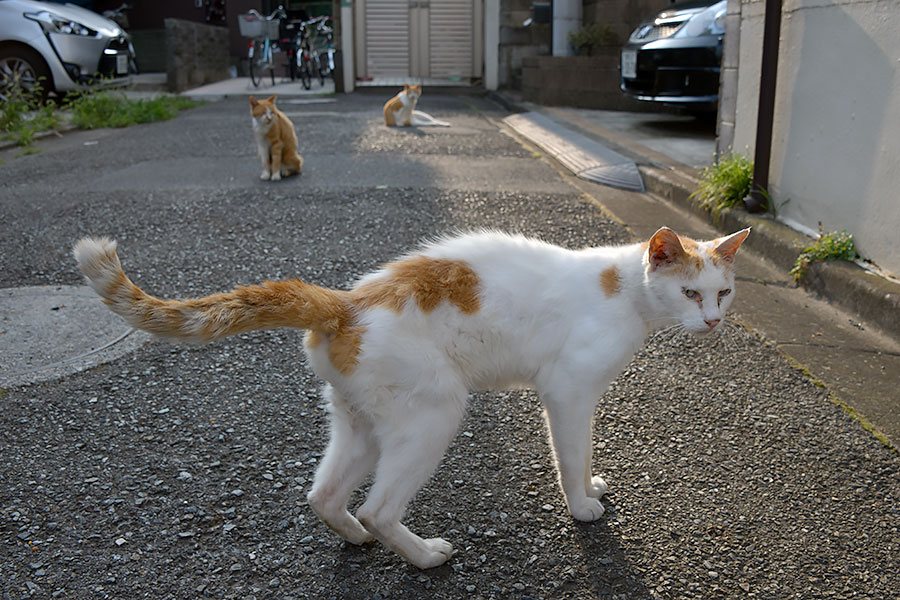 街のねこたち