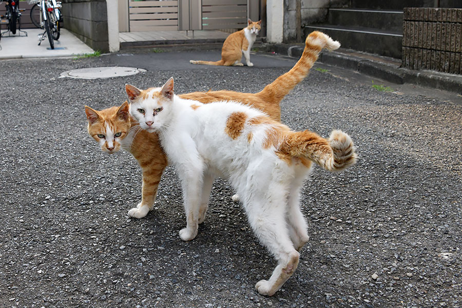 街のねこたち