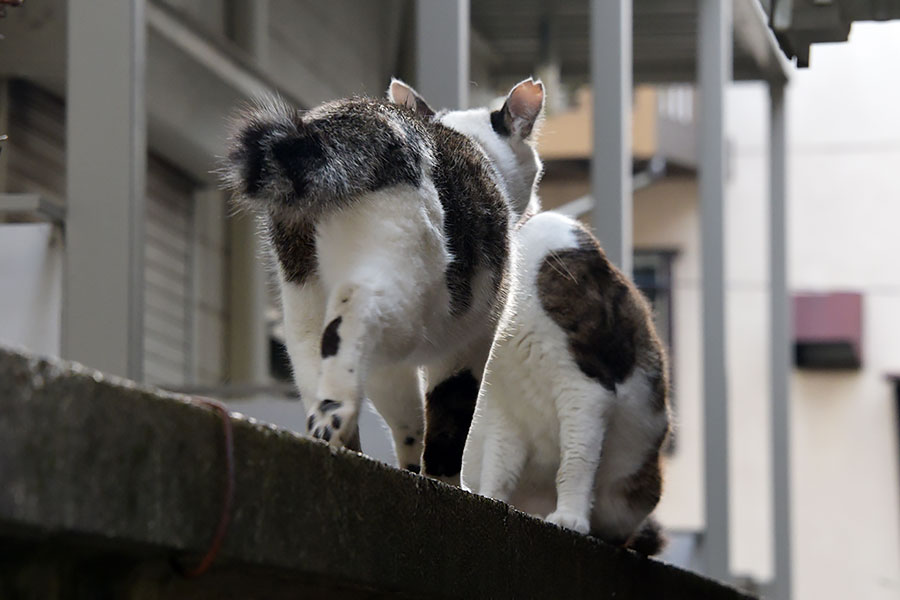 街のねこたち