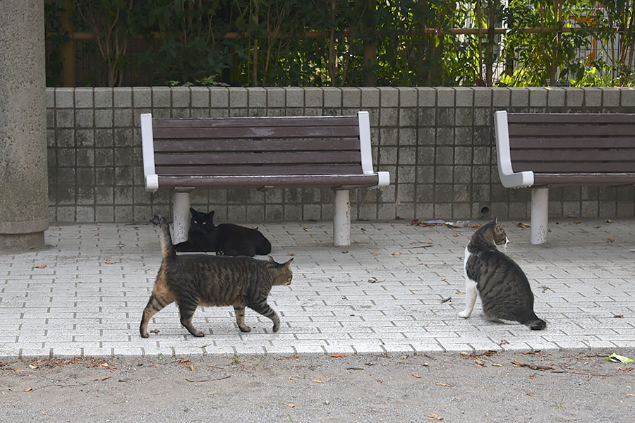 街のねこたち