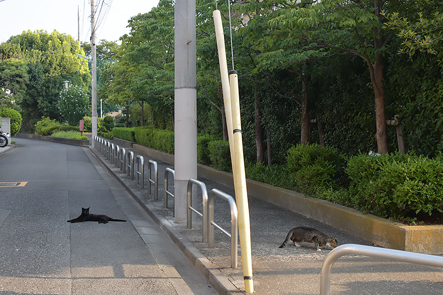 街のねこたち