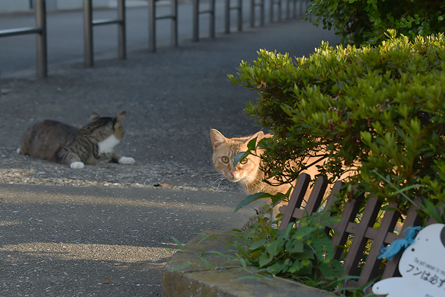 街のねこたち