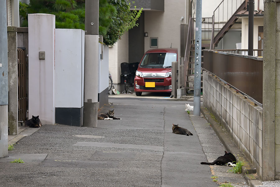 街のねこたち