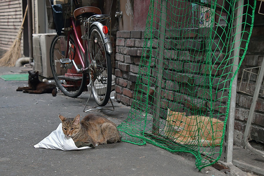 街のねこたち