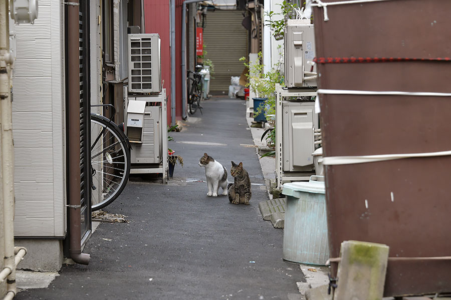 街のねこたち