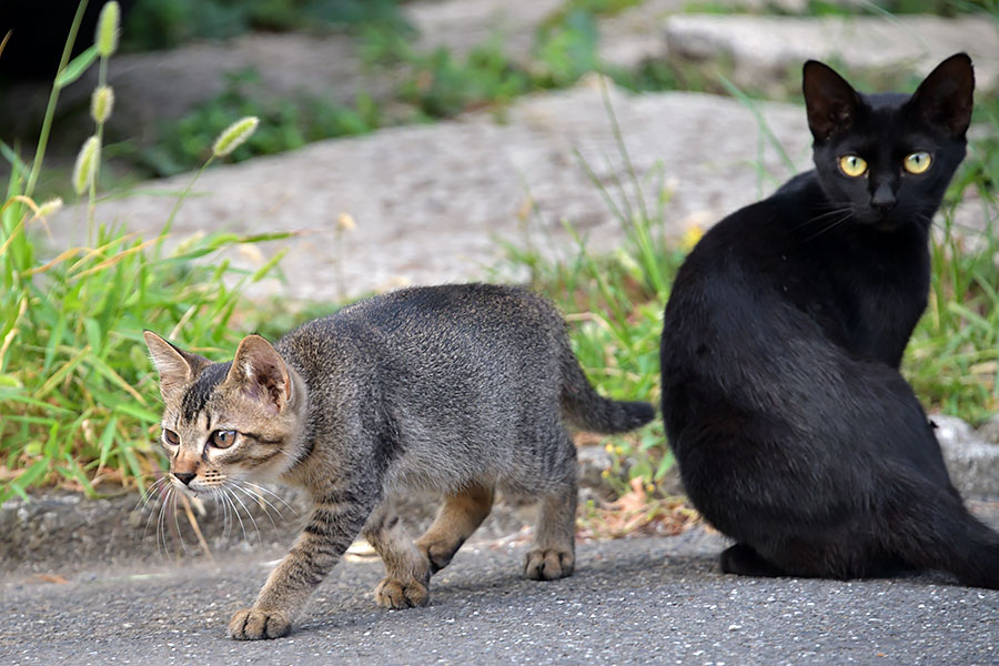 街のねこたち