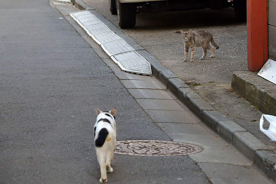 街のねこたち