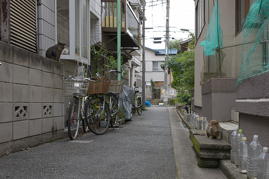 街のねこたち