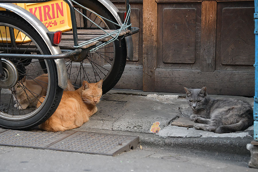 街のねこたち