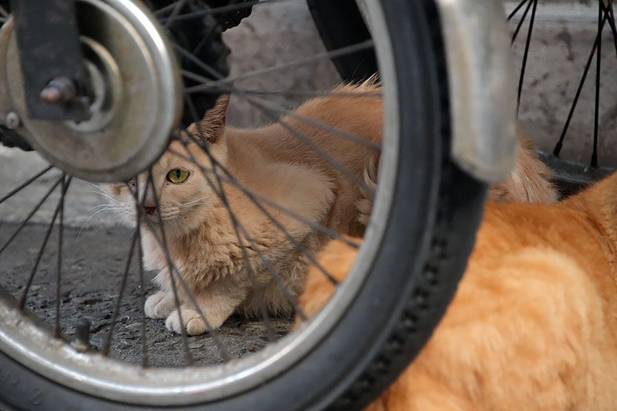 街のねこたち