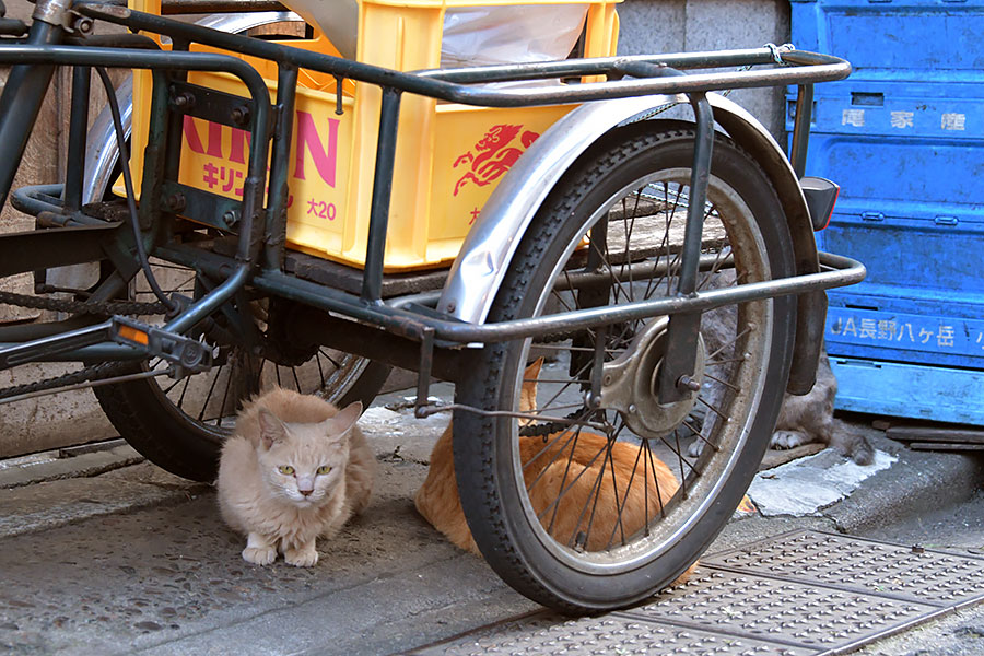 街のねこたち