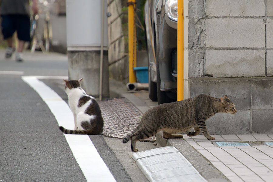 街のねこたち