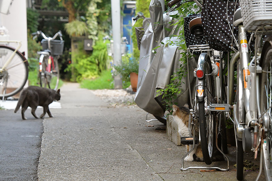 街のねこたち