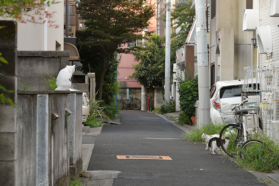 街のねこたち