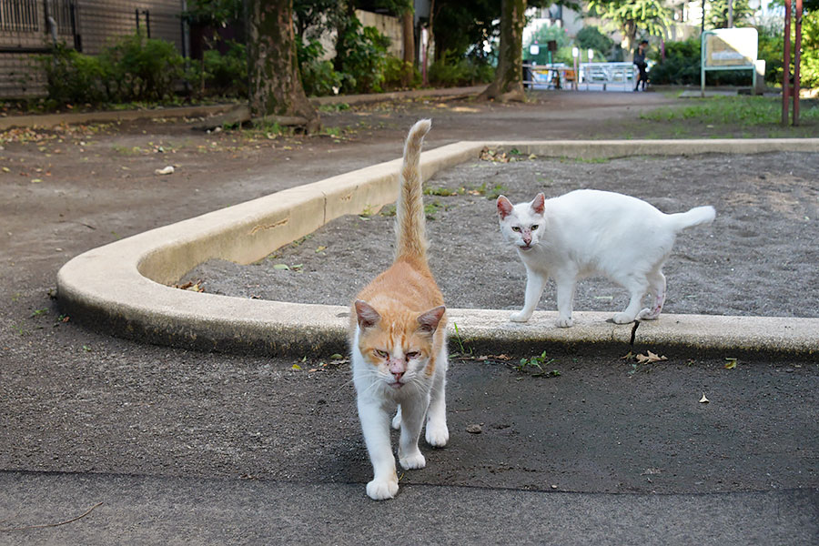 街のねこたち