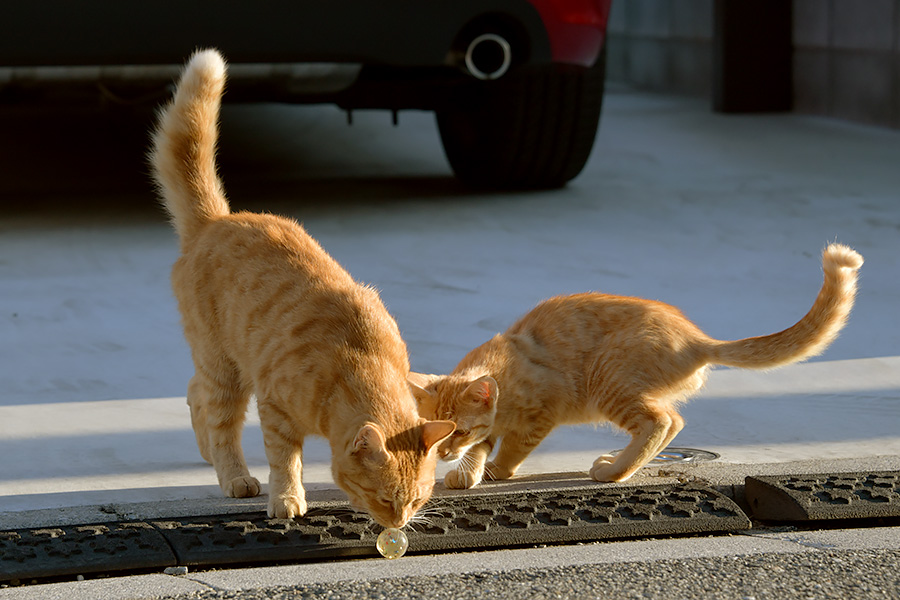 街のねこたち