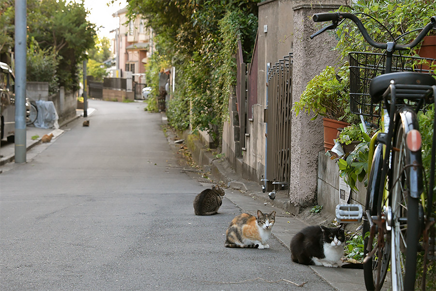 街のねこたち