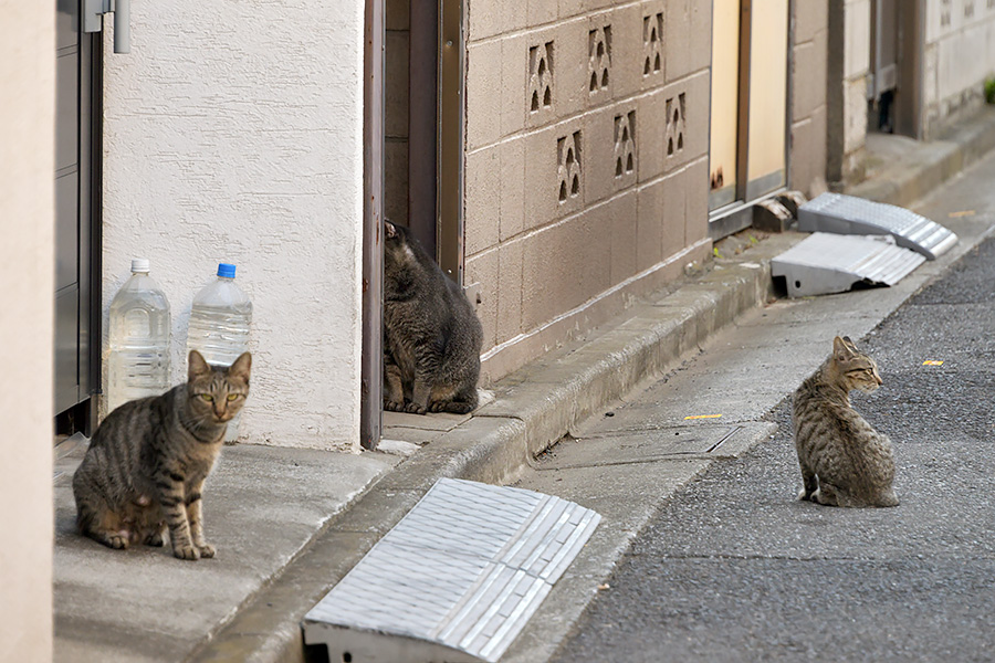 街のねこたち