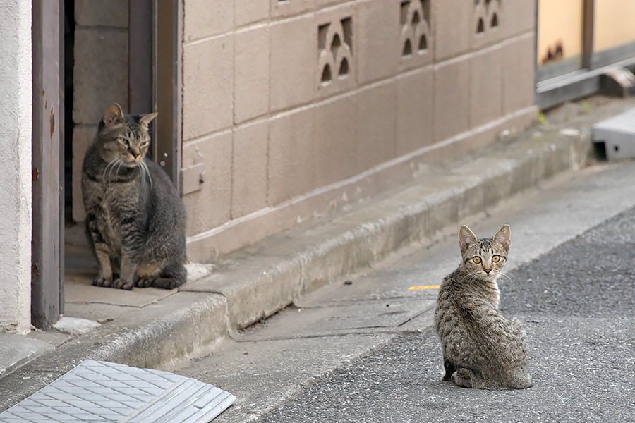 街のねこたち