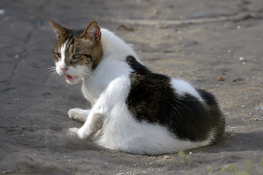 街のねこたち