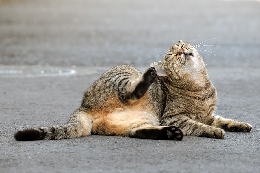 街のねこたち