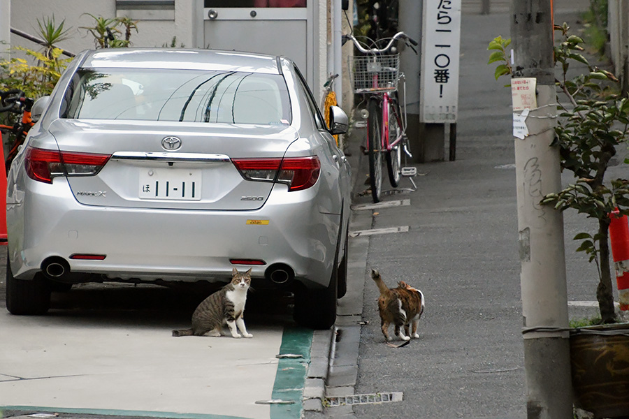 街のねこたち