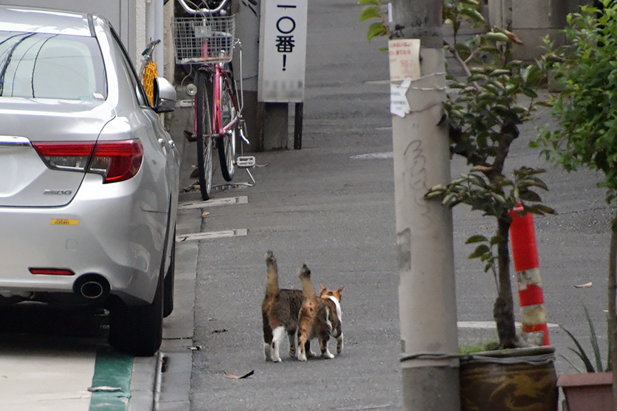 街のねこたち