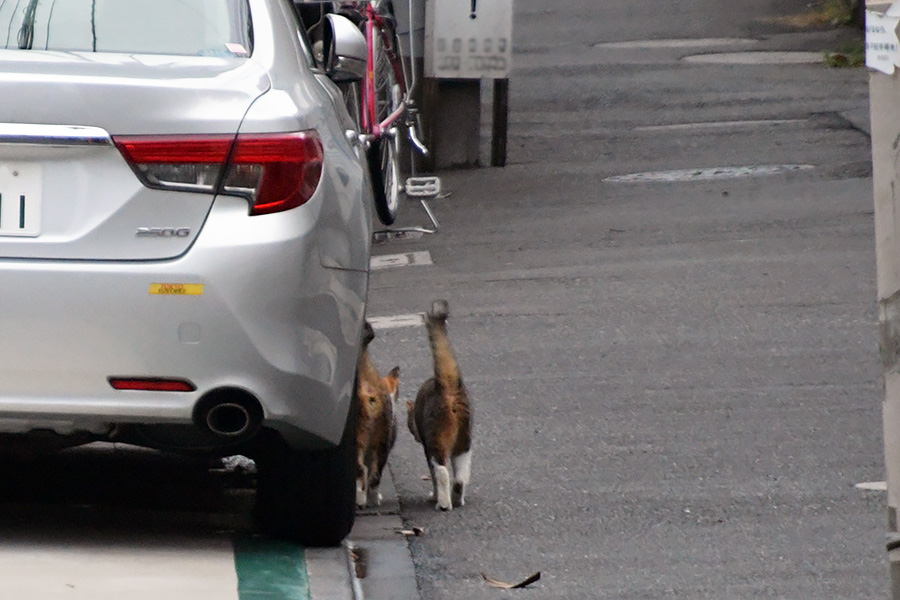 街のねこたち