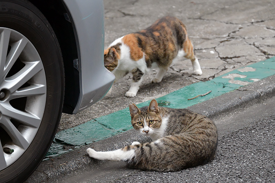 街のねこたち