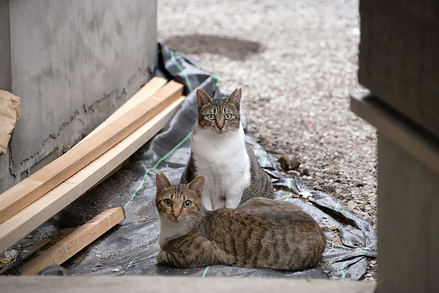 街のねこたち