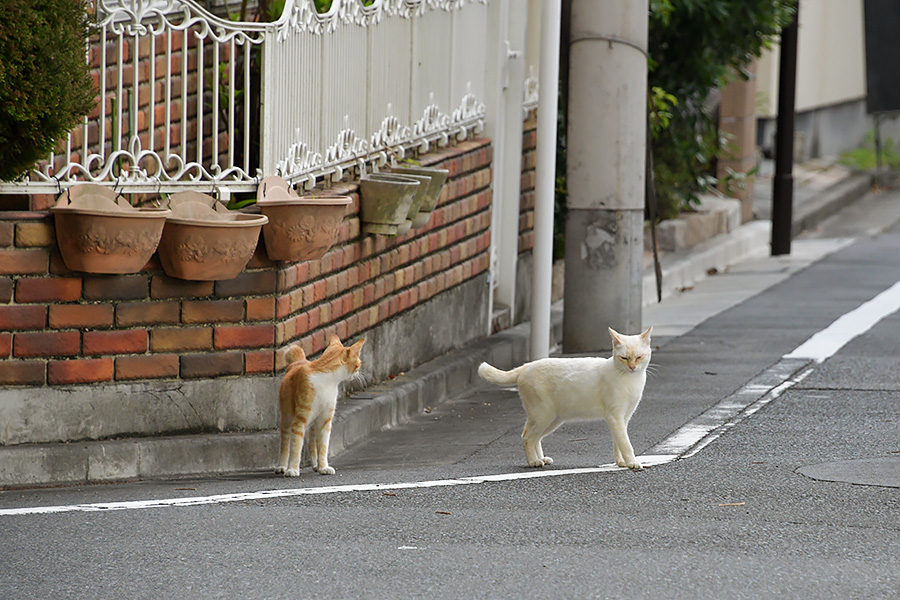 街のねこたち