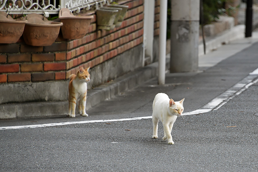 街のねこたち