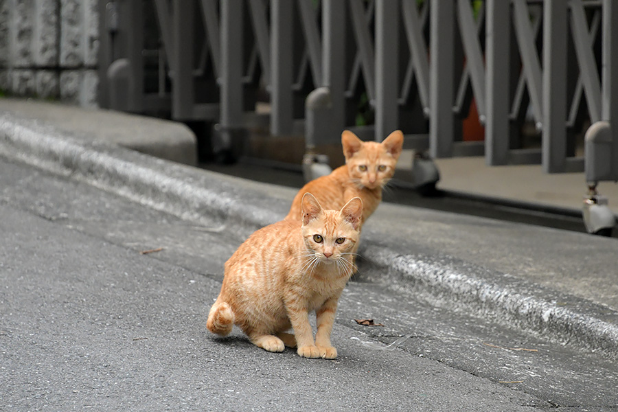 街のねこたち